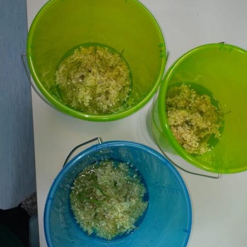 Holundersirup2