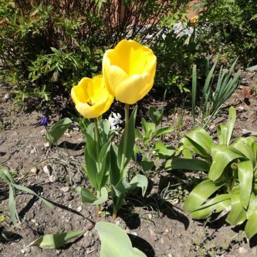 Blumen