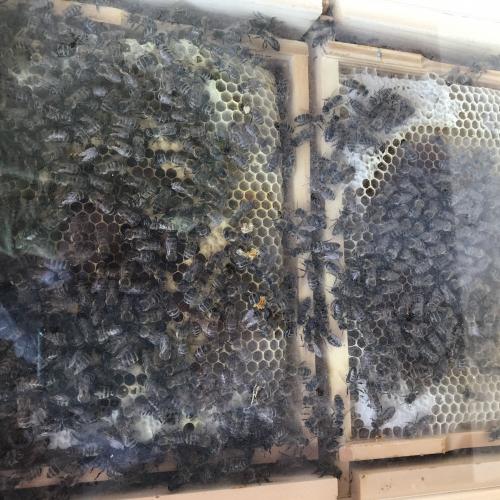 Bienenbesuch mit Imker Stefan Sieberer