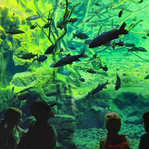 Besuch im Alpenzoo