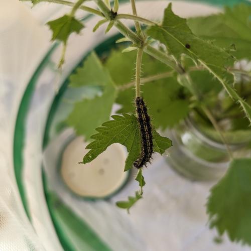 Von der Raupe zum Schmetterling