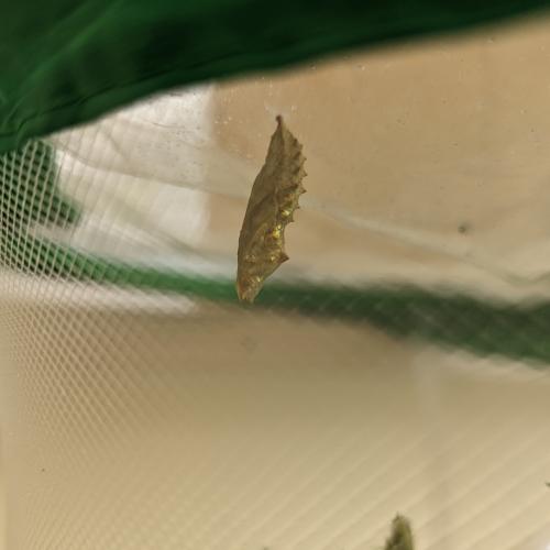 Von der Raupe zum Schmetterling