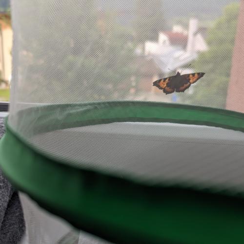 Von der Raupe zum Schmetterling