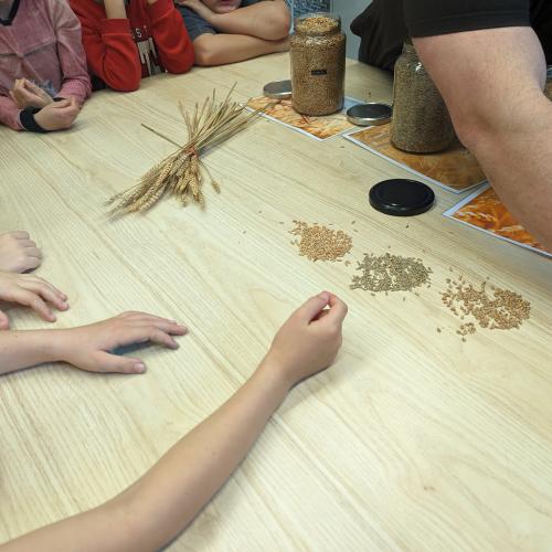 Vom Korn zum Brot
