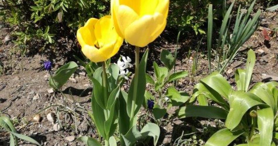 Blumen