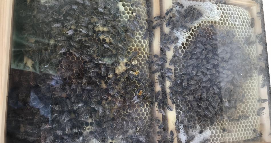 Bienenbesuch mit Imker Stefan Sieberer