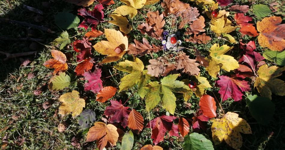 Lehrausgang in den herbstlichen Wald!